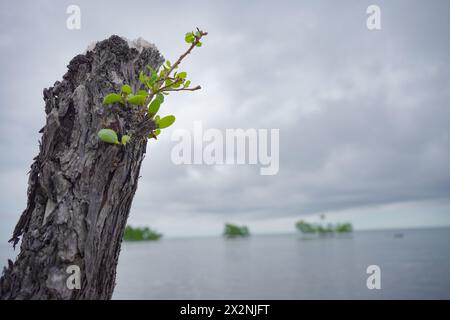 Primo piano del tronco di mangrovie con foglie nuove. Foto Stock