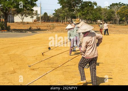 Lavoratori rurali che asciugano il riso sulla strada in Vietnam. Lavoratori che lavorano con cappello vietnamita in una giornata di sole asciugano il riso per strada. Nha trang Vietnam. Tra Foto Stock