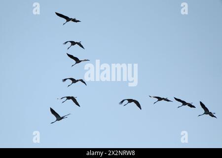 DATA DI REGISTRAZIONE NON DICHIARATA Kraniche im Flug Kraniche im Flug auf ihrem Weg nach Süden. Deutschland, 12.10.2022 *** Gru in volo Gru in volo in viaggio verso sud Germania, 12 10 2022 Copyright: JOKER/GudrunxPetersen JOKER221012084369 Foto Stock