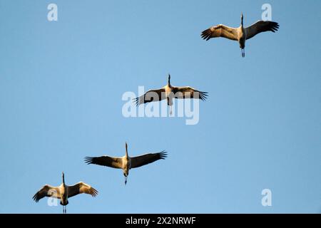 DATA DI REGISTRAZIONE NON DICHIARATA Kraniche im Flug Kraniche im Flug auf ihrem Weg nach Süden. Deutschland, 12.10.2022 *** Gru in volo Gru in volo in viaggio verso sud Germania, 12 10 2022 Copyright: JOKER/GudrunxPetersen JOKER221012084341 Foto Stock