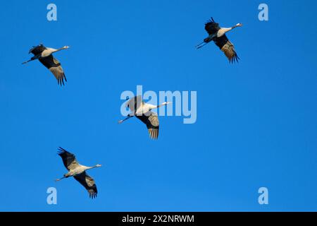 DATA DI REGISTRAZIONE NON DICHIARATA Kraniche im Flug Kraniche im Flug auf ihrem Weg nach Süden. Deutschland, 12.10.2022 *** Gru in volo Gru in volo in viaggio verso sud Germania, 12 10 2022 Copyright: JOKER/GudrunxPetersen JOKER221012084390 Foto Stock