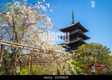 Tesoro nazionale, pagoda a cinque piani del tempio Toji a Kyoto, in Giappone, con fiori di ciliegio Foto Stock