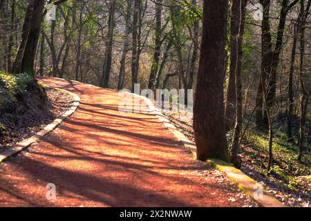 Imbarcati in un viaggio lungo la strada tortuosa attraverso le tranquille profondità della foresta, circondati dall'abbraccio della natura. Foto Stock