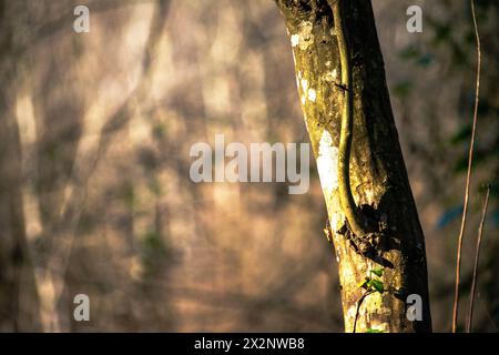 Un maestoso albero adornato da muschio lussureggiante crogiolerà alla calda luce del sole, che incarnerà la bellezza serena dell'abbraccio della natura. Foto Stock