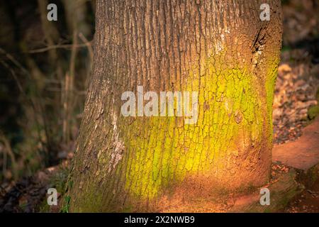 Un maestoso albero adornato da muschio lussureggiante crogiolerà alla calda luce del sole, che incarnerà la bellezza serena dell'abbraccio della natura. Foto Stock