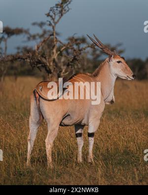 Terra solitaria nella verdeggiante savana di Masai Mara Foto Stock