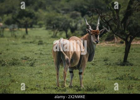 Solitary eland guarda indietro nella verdeggiante savana di Masai Mara Foto Stock