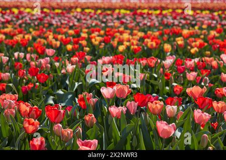 Fiori di tulipani nei colori rosso, rosa e giallo con foglie verdi fondo texture e campo alla luce del sole primaverile Foto Stock