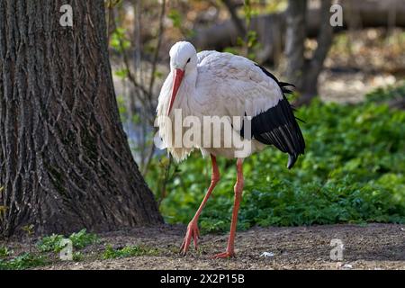 Immagine di una grande cicogna bianca che cammina lungo la riva Foto Stock