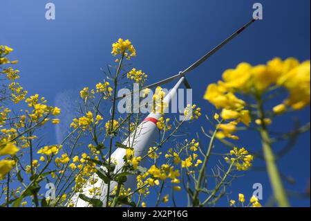 22 aprile 2024, Sassonia-Anhalt, Bad Lauchstädt: Una turbina eolica con fiori di colza nel parco energetico di Bad Lauchstädt, il progetto pionieristico per l'idrogeno in Germania è attualmente in fase di creazione nella Germania centrale con il parco energetico. In questo progetto di innovazione, la produzione di idrogeno verde da energia eolica, così come il suo stoccaggio, il trasporto, la commercializzazione e l'uso, sono stati testati su larga scala nella Germania centrale. Foto: Heiko Rebsch/dpa Foto Stock