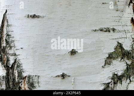 Corteccia di betulla bianca, pendula di Betula, consistenza di betulla argentata. Faccia che ricorda. Sfondo astratto naturale. Vecchio tronco dell'albero, da vicino. Piestany, Slovacchia Foto Stock