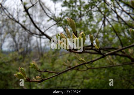 Lampadine in erba di Dogwood in Pennsylvania Foto Stock