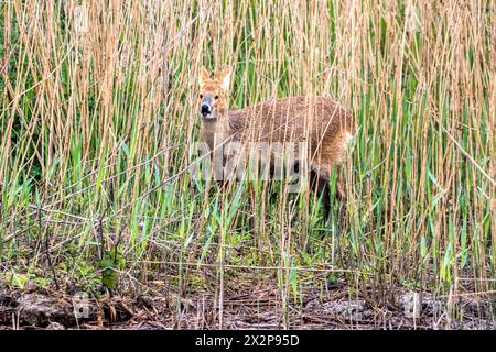 Un cervo d'acqua cinese, Hydropotes inermis, in piedi nelle canne accanto alla palude d'acqua dolce presso la riserva di uccelli di Titchwell RSPB nel nord del Norfolk. Foto Stock
