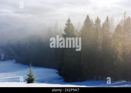 paesaggio invernale con foresta in gelata in una mattinata nebbiosa. paesaggio con alberi su colline innevate Foto Stock