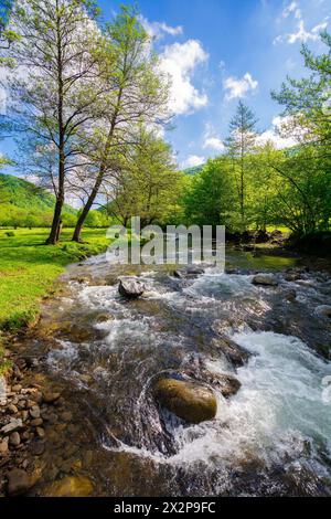 ruscello poco profondo che scorre attraverso la valle dei carpazi. alberi sulla riva del fiume con fogliame verde sotto un cielo blu mattutino con fluf Foto Stock