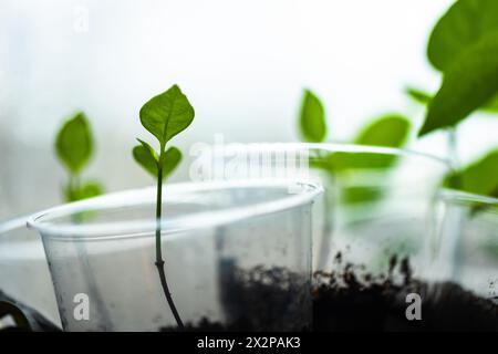 Piccole piantine verdi crescono in bicchieri di plastica su un davanzale, foto ravvicinata. Agricoltura interna Foto Stock