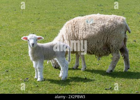 Giovane agnello in piedi accanto al pascolo di pecore madre in primavera, Inghilterra, Regno Unito, carino cucciolo Foto Stock