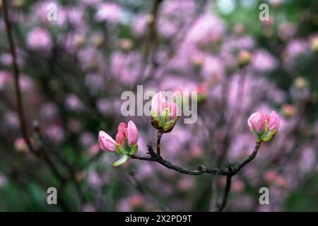 Fiore di Magnolia soulangeana. Magnolia fiore rosa fiorisce sull'albero Magnolia. fiore di magnolia, albero fiorito nel giardino, primo piano. freschezza primavera Foto Stock