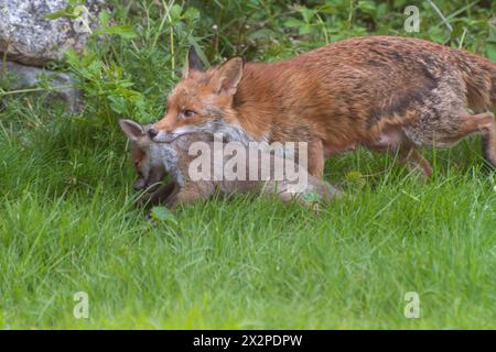 Fox vixen Vulpes si muove un cucciolo portandolo in bocca vicino alla scogliera del collo, alla fauna selvatica del giardino, Inghilterra, Regno Unito Foto Stock