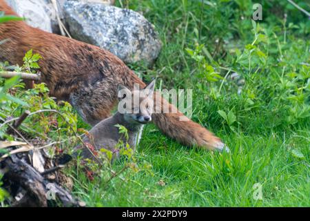 Fox Cub (Vulpes vulpes) seduto accanto alla madre, flora e fauna selvatiche, Inghilterra, Regno Unito Foto Stock