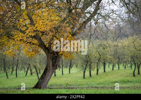 Noce (Juglans) nel fogliame autunnale. Vecchio albero di noce in autunno. Mele da sidro sullo sfondo. Frutteti di sidro. Foto Stock