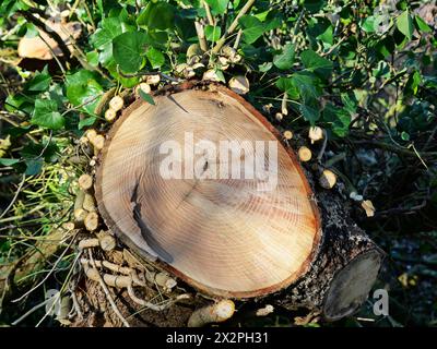 Il ceppo d'albero con edera in sezione trasversale-edera è una pianta arrampicata. Fornisce habitat e cibo per specie animali come uccelli, insetti e piccoli mammiferi Foto Stock