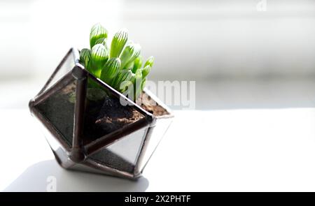 Un po' succulento nel florarium su una finestra soleggiata. Posiziona per testo. Foto Stock