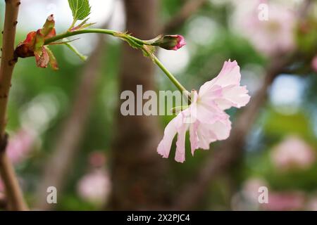 Fiore di ciliegio rosa in primavera. Fiori rosa Sakura . Splendido sfondo naturale primaverile . Concetto di natura per il design. Primo piano. Macro. Foto Stock