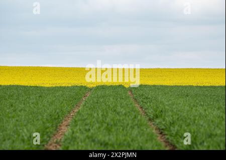 Rottweil, Germania. 23 aprile 2024. I campi possono essere visti vicino a Rottweil. Crediti: Silas Stein/dpa/Alamy Live News Foto Stock