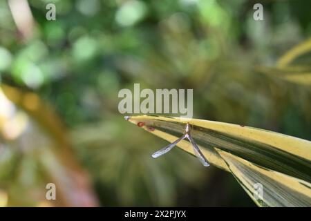 Vista dorsale di un insetto Planthopper dalla forma unica con ali rialzate che appartiene al genere Zoraida che siede sulla punta di una foglia variegata di una S. Foto Stock
