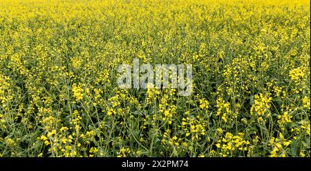 Rottweil, Germania. 23 aprile 2024. Un campo di colza in fiore vicino a Rottweil. Crediti: Silas Stein/dpa/Alamy Live News Foto Stock