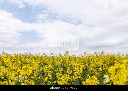 Rottweil, Germania. 23 aprile 2024. Un campo di colza in fiore vicino a Rottweil. Crediti: Silas Stein/dpa/Alamy Live News Foto Stock