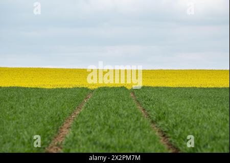 Rottweil, Germania. 23 aprile 2024. I campi possono essere visti vicino a Rottweil. Crediti: Silas Stein/dpa/Alamy Live News Foto Stock