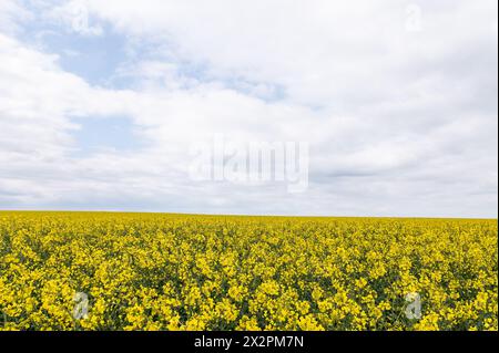 Rottweil, Germania. 23 aprile 2024. Un campo di colza in fiore vicino a Rottweil. Crediti: Silas Stein/dpa/Alamy Live News Foto Stock