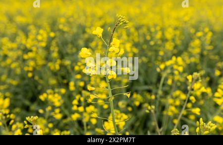 Rottweil, Germania. 23 aprile 2024. Un campo di colza in fiore vicino a Rottweil. Crediti: Silas Stein/dpa/Alamy Live News Foto Stock