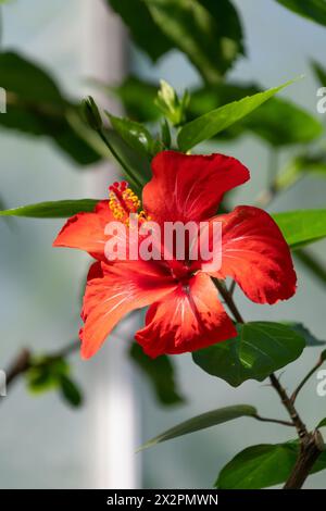 Bellissimo fiore rosso di Hibiscus rosa-sinensis, primo piano. Hibiscus cinese, rose cinesi, hibiscus hawaiano, mallow rosa, pianta scura. Foto Stock