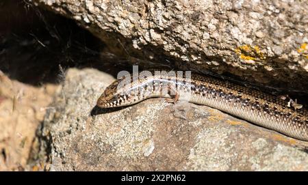 Gongilo sardo, piccolo saurto della famiglia Skink Foto Stock