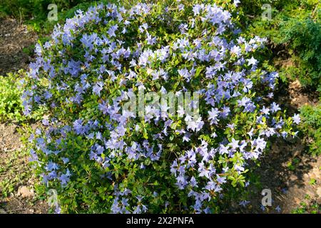 Bellissimi fiori blu di Rhododendron impeditum. La primavera fiorisce. Sfondo floreale. il rododendro nano viola. Foto Stock