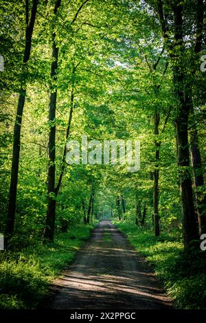 Una strada sterrata si snoda attraverso una fitta e verde foresta piena di alberi torreggianti e vibranti piante. Il fondo stradale è ricoperto di erba, offrendo un'ampia varietà Foto Stock