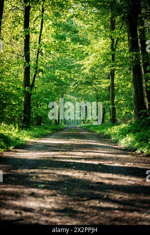 Una strada sterrata si snoda attraverso una fitta e verde foresta piena di alberi torreggianti e vibranti piante. Il fondo stradale è ricoperto di erba, offrendo un'ampia varietà Foto Stock