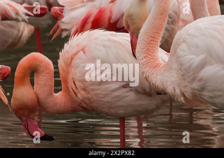 Fenicotteri rosa, dettaglio, riserva naturale della Camargue, delta dell'Rhône, Francia meridionale Foto Stock