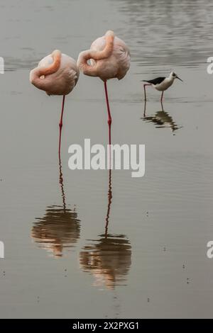 Due fenicotteri che dormono nello stagno e il loro riflesso, e palafitte alate nere, Camargue, delta del Rhône. Francia meridionale Foto Stock