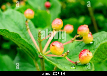 Pianta americana di Cranberrybush (Viburnum trilobum) su sfondo verde Foto Stock