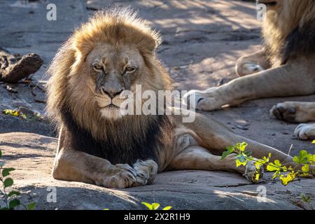 Leoni africani maschi (Panthera leo) allo Zoo Atlanta vicino al centro di Atlanta, Georgia. (USA) Foto Stock