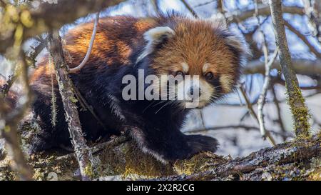 Panda rossa orientale cinese selvaggia (Ailurus fulgens styani) che cammina su un ramo con una zampa in avanti in una foresta nel Sichuan, in Cina Foto Stock