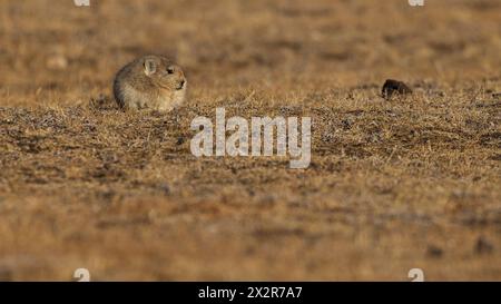 Pika Wild Chinese Plateau (Ochotona curzoniae) sull'altopiano tibetano a Sichuan, Cina Foto Stock