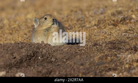 Ritratto di un plateau cinese selvaggio Pika (Ochotona curzoniae) sull'altopiano tibetano a Sichuan, Cina Foto Stock