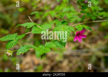 Fioritura di salmoniere lungo il Mailbox Peak Trail nella valle di Middle Fork Snoqualmie River vicino a North Bend nello stato di Washington, Stati Uniti. Foto Stock