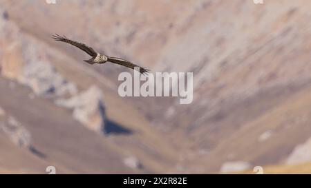 Selvaggia Hen Harrier cinese (Circus cyaneus) che caccia attraverso l'altopiano tibetano Foto Stock