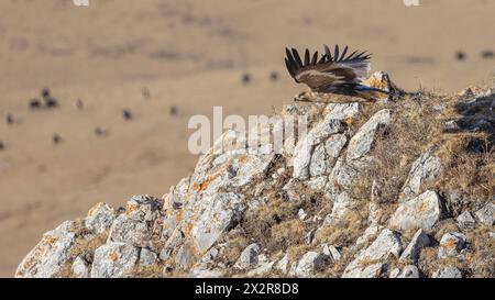 Aquila nipalensis nipalensis (Aquila nipalensis nipalensis) che vola sulle rocce dell'altopiano tibetano nel Sichuan, Cina Foto Stock